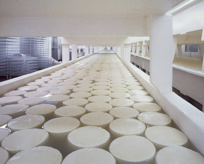 Rows of Swiss cheese rounds curing in brine in a cheese factory